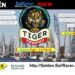 The usually fierce Tiger looking mild and moderate this weekend